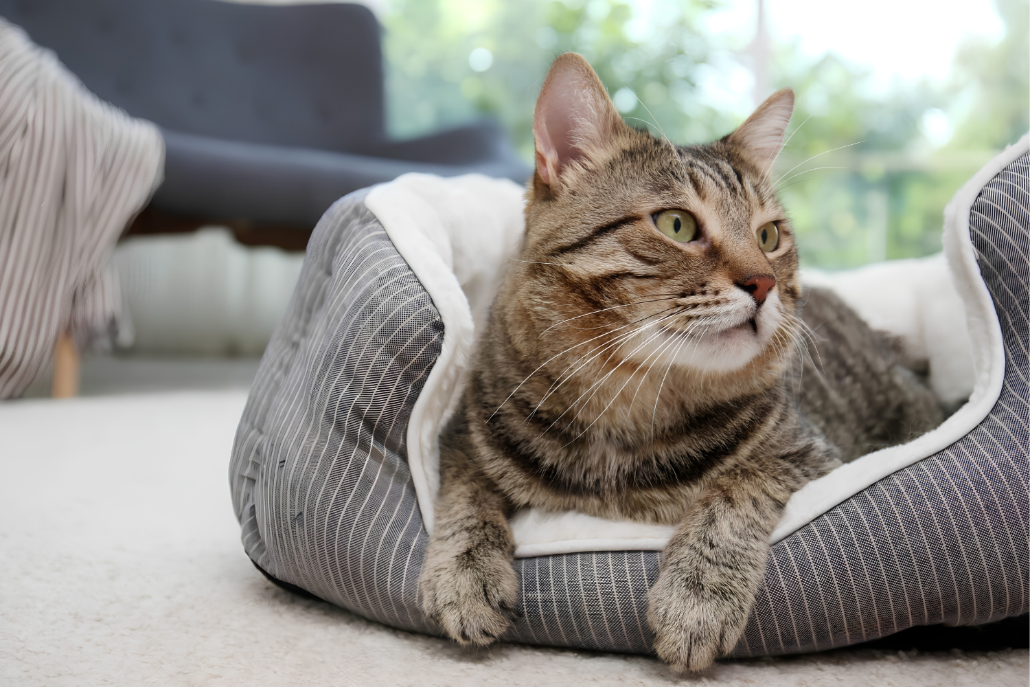 Creating Relaxing Spaces With Pet Beds