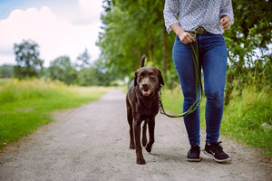 Reliable Pet Leashes for Safe walks with pet
