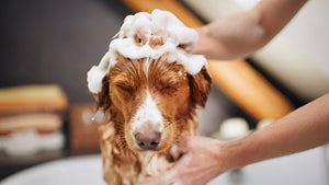 Pet Bathing Essentials For Cleaner Companions
