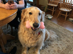 Fun Pet Toys That Encourage Pets Active Play