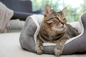 Creating Relaxing Spaces With Pet Beds